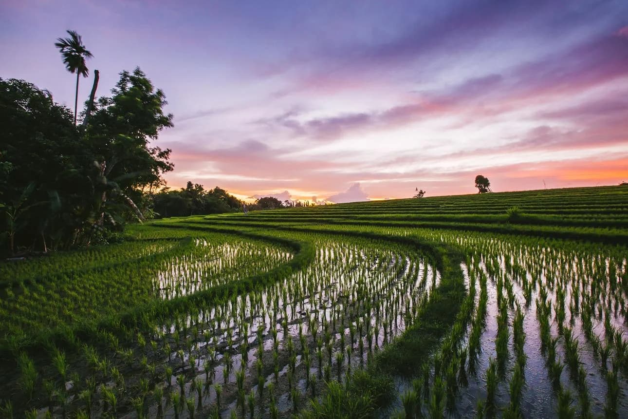 Rice fields in Canggu, Bali — BEL-AIR INTERNATIONAL area