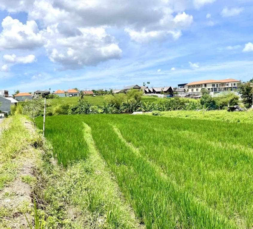 Green rice-field landscape in Pererenan, Bali