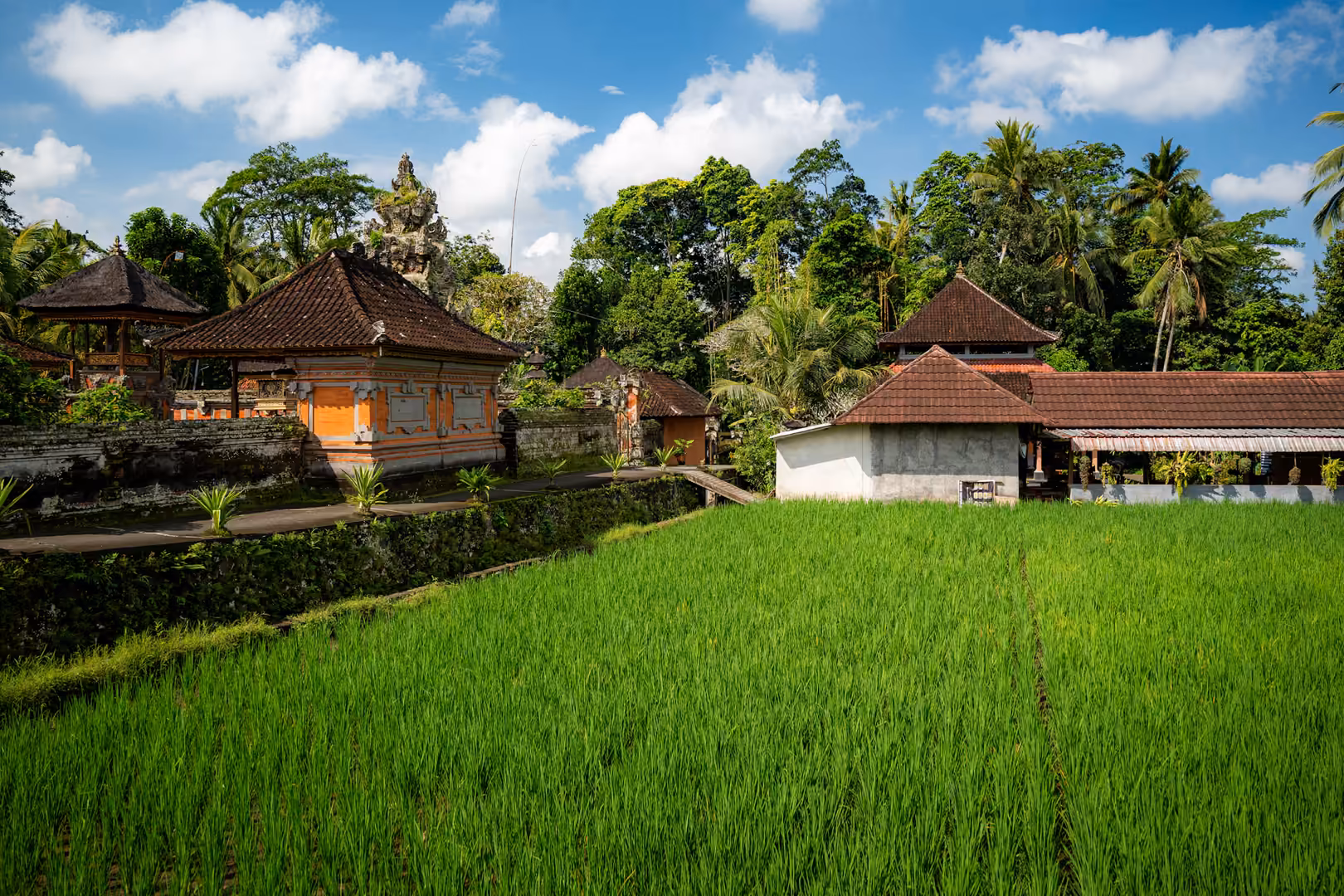 A rice field and traditional buildings in Bali